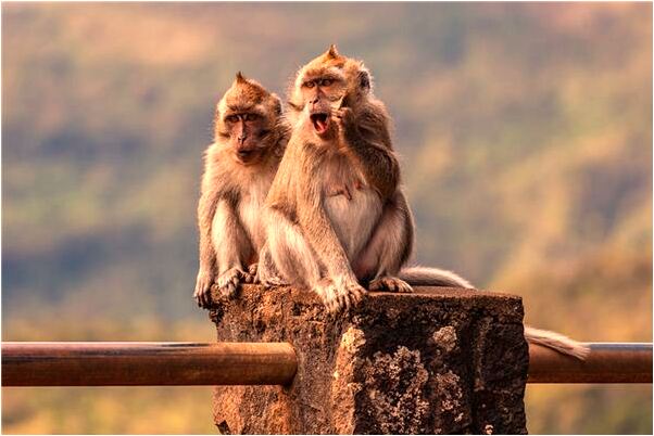 梦境探索，梦见许多猴子究竟预示着什么？