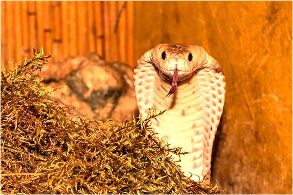 梦境交织,蛇的追逐与母爱的守护 梦境交织,蛇的追逐与母爱的守护