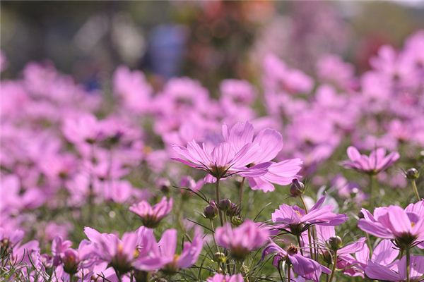 梦见大幡 幡花 梦见大幡 幡花《梦见大幡 幡花盛开》 周公解梦