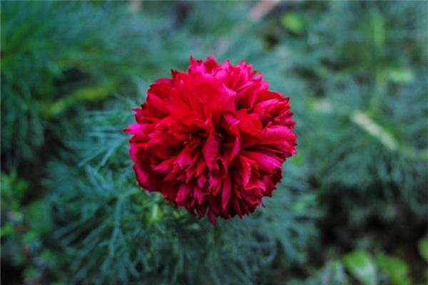  梦见芍药花：梦见芍药，心有所忧《梦见芍药花是什么意思》 周公解梦