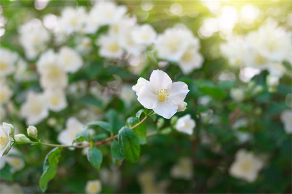  梦见茉莉：茉莉花环代表婚礼《梦见茉莉花朵》 周公解梦