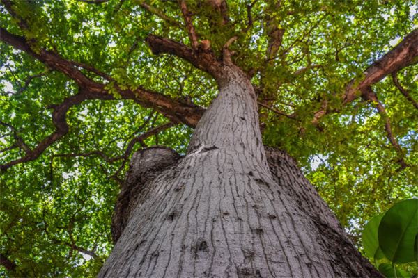  梦见树木：梦登大树，凡事顺利《梦见树木:梦登大树,凡事顺利,好不好》 周公解梦