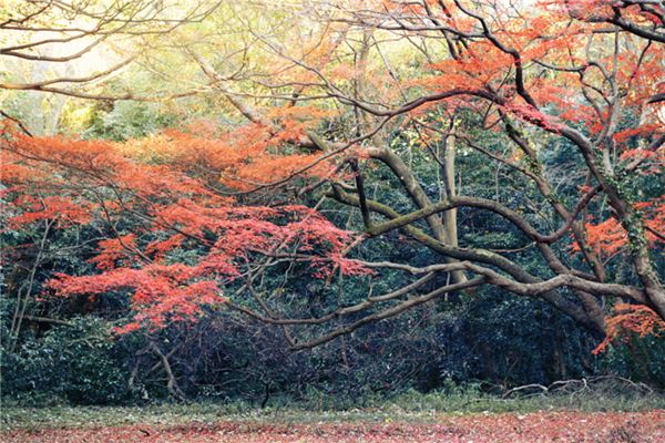  梦见枫树（叶）：梦腹生枫，主生贵子《梦见枫树是什么生肖》 周公解梦