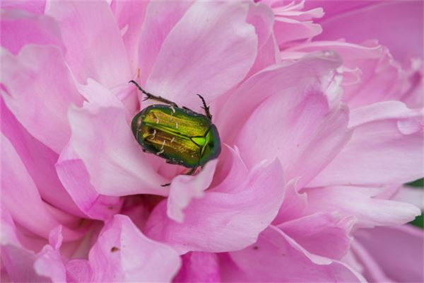  梦见甲虫：杀死甲虫，大吉大利《梦见甲虫什么预兆》 周公解梦