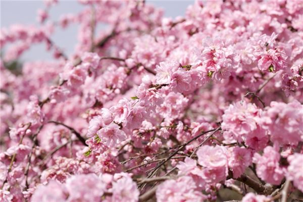  孕妇梦见桃花《孕妇梦见桃花树开满桃花》 周公解梦