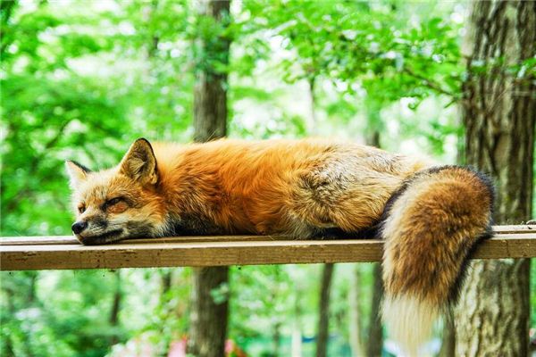 梦见已死的猎物 梦见已死的猎物《梦见已死的猎物什么预兆》 周公解梦