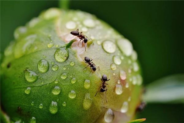  梦见蚂蚁爬上嘴唇《梦见蚂蚁爬上嘴唇什么意思》 周公解梦