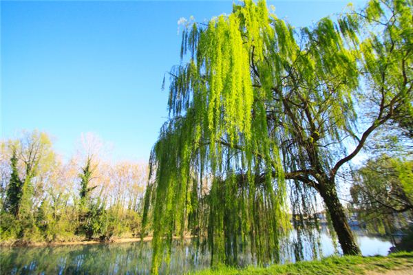 梦见柳枝迎风摇曳 梦见柳枝迎风摇曳《梦见柳枝迎风摇曳什么意思》 周公解梦