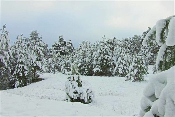 梦见在积雪的森林中漫步 梦见积雪的森林中漫步《梦见积雪的森林中漫步什么意思》 周公解梦