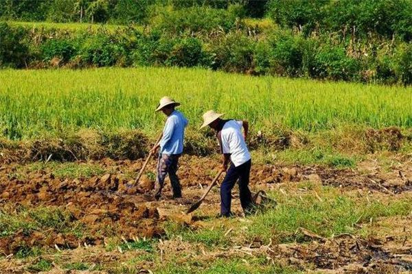 梦见使用铁锹掘土 梦见使用铁锹掘土《梦见使用铁锹掘土什么意思》 周公解梦