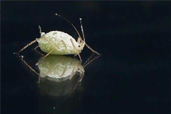 梦见自己身上有虱子 梦见自己身上有虱子《梦见自己身上有虱子是什么预兆》 周公解梦