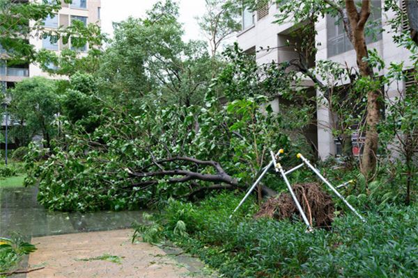 梦见大树砸倒自家房屋 梦见大树砸倒自家房屋《梦见大树砸倒自家房屋意味着什么》 周公解梦