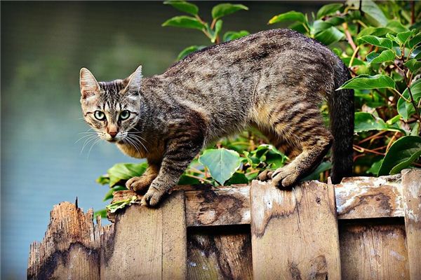 梦见一群猫追我 梦见一群猫追我《梦见一群猫追我是什么意思》 周公解梦