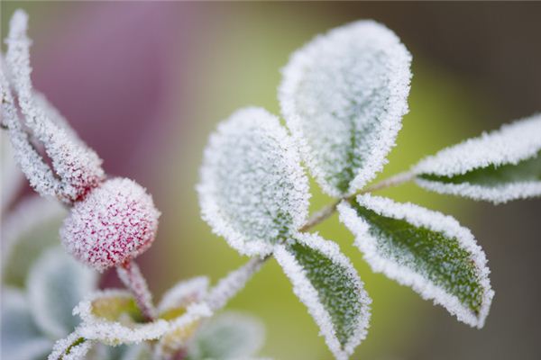 梦见霜降草木枯萎 梦见霜降草木枯萎《梦见霜降草木枯萎什么意思》 周公解梦