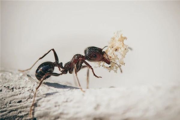  做梦梦见地震，蚂蚁搬家《做梦梦见地震,蚂蚁搬家什么意思》 周公解梦