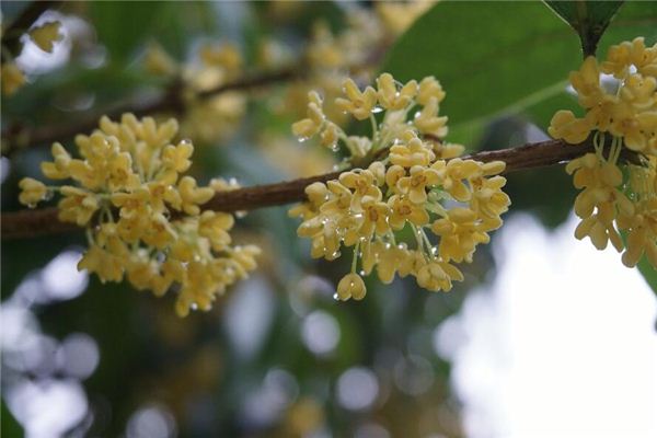 梦见桂花 月桂花 梦见桂花 月桂花《梦见了桂花》 周公解梦