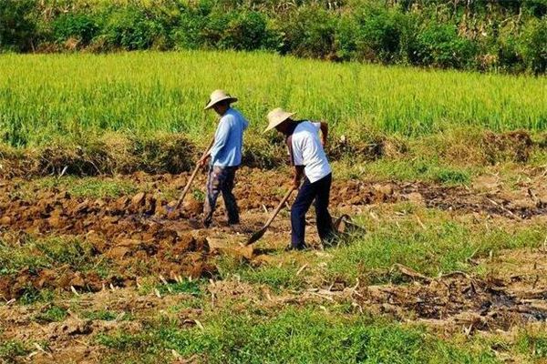 梦见种田 种地 梦见种田 种地《梦见种田种地吉凶和宜忌》 周公解梦