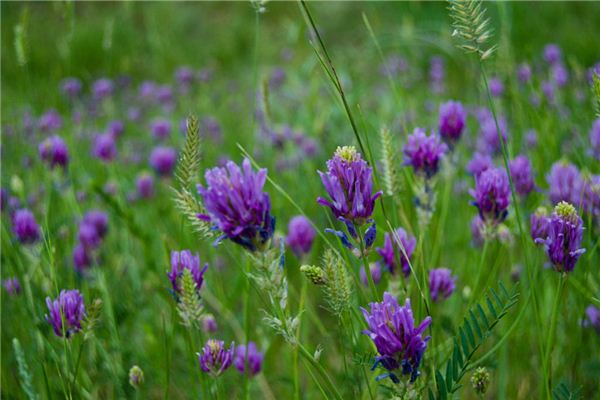 属兔的“桃花”色 属兔的“桃花”色《属兔的桃花是什么生肖》 生肖运势