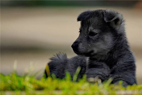 属猴的人最适合养的宠物 属猴的人最适合养的宠物《属猴的人最适合养的宠物类型》 生肖运势