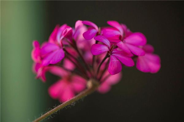 属猪的“桃花	”色 属猪的“桃花”色《属猪人的桃花颜色》 生肖运势