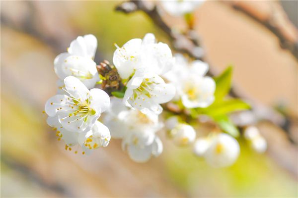 A型血的代表花 A型血的代表花《a型血的代表人物》 血型性格