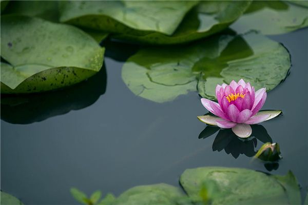 B型血的代表花 B型血的代表花《b型血的人物》 血型性格