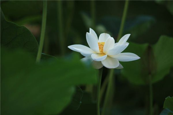 O型血的代表花 O型血的代表花《o型血人物》 血型性格