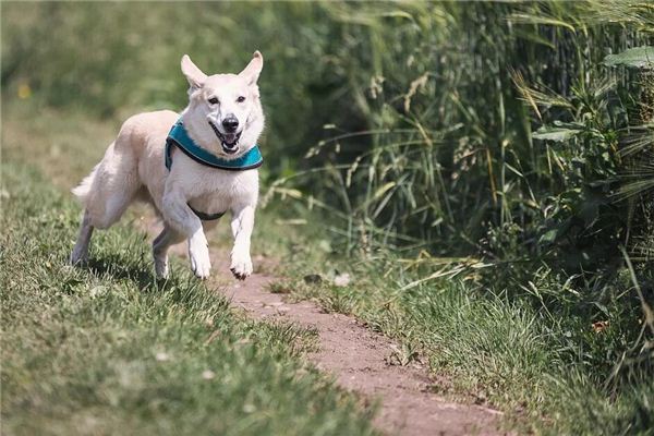 梦见猎犬 猎狗 梦见猎犬 猎狗《梦见猎犬 猎狗什么意思》 周公解梦