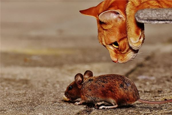  梦见猫捉老鼠是什么意思？《梦见猫捉老鼠是什么意思?_周公解梦》 周公解梦