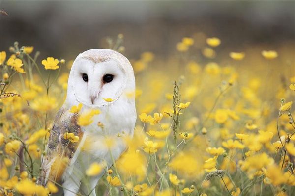 梦见猫头鹰有什么征兆?