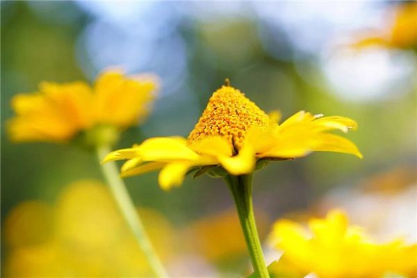 预示男人有桃花运的梦境
