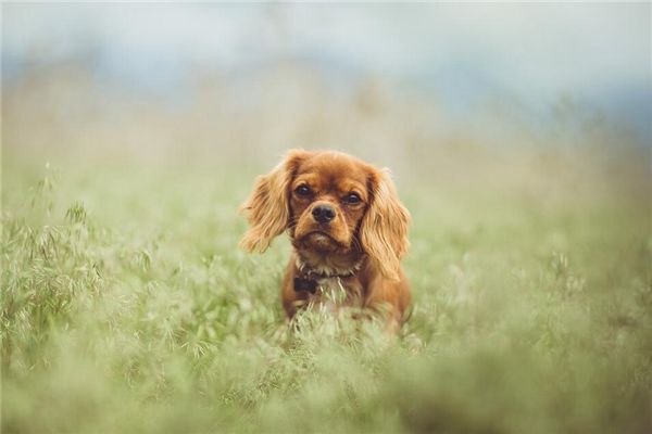 梦见狗受伤了
