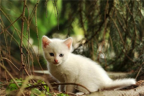 梦见猫猫