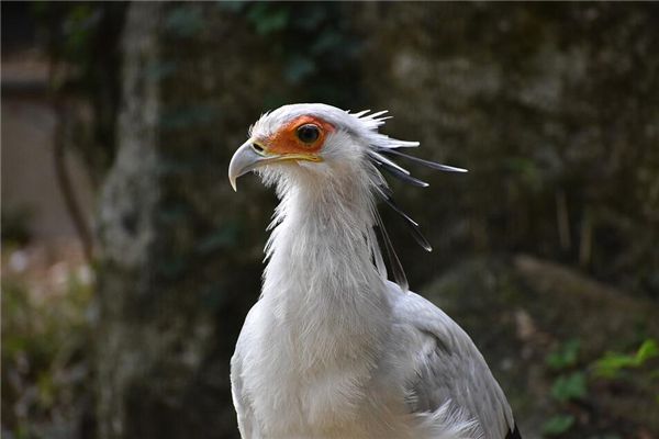 梦见白鹰