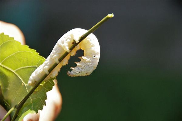 梦见金蚕