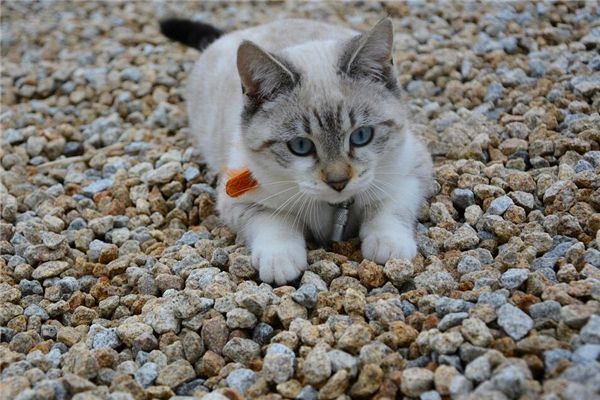 梦见猫游泳