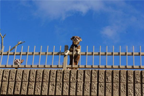 梦见打狗、打猫