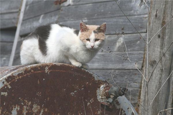 梦见杀死猫