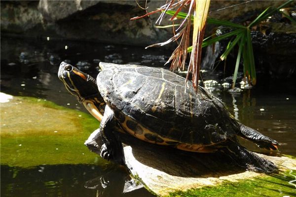 梦见打死乌龟