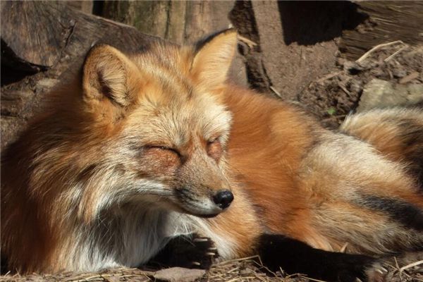 梦见打死狐狸