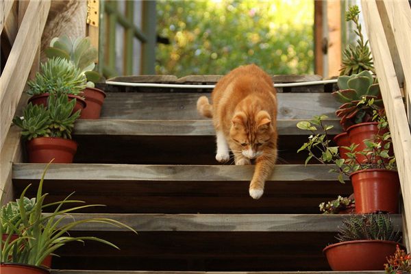 梦见被猫咬脚