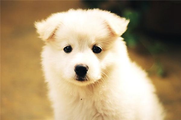 梦见狗会爬树