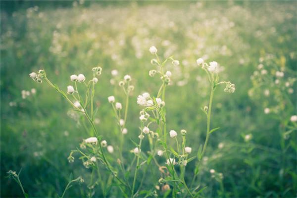 梦见遍地鲜花