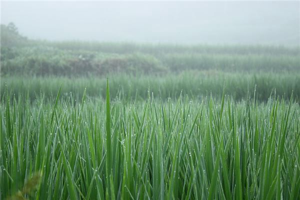 梦见庄稼田
