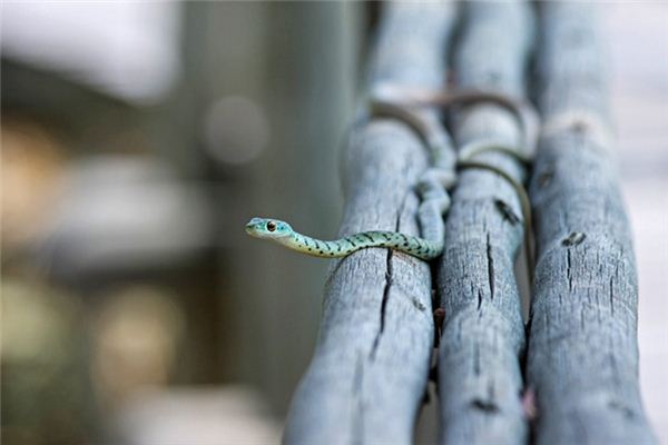 梦见打蛇是什么预兆 梦见打蛇《梦见打蛇是什么预兆》 周公解梦