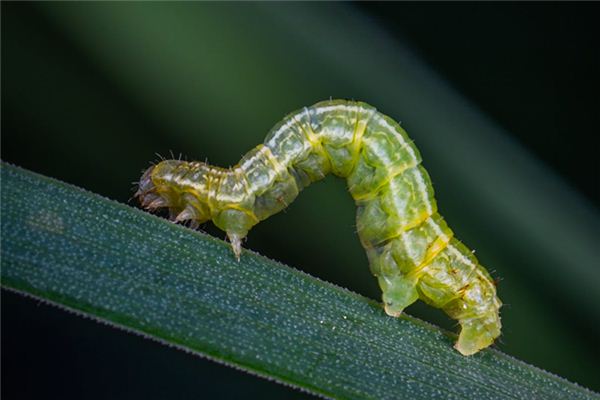 梦见蛆是什么意思 梦见蛆《梦见蛆虫代表什么预兆》 周公解梦