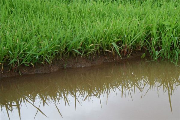 梦见浑水是什么意思 梦见浑水《梦见浑水是什么预兆》 周公解梦