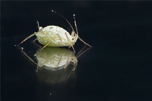 you管