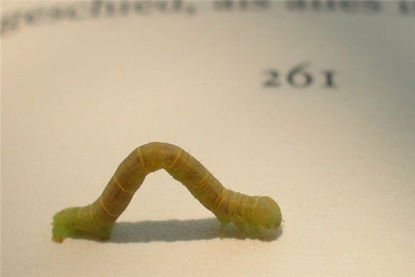 you管