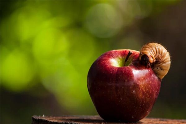 梦见身上有蛆 梦见身上有蛆